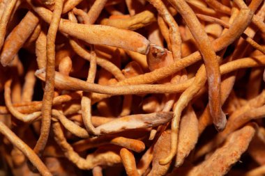 Tırtıl mantarının Macro fotoğrafı, Ophiocordyceps sinensis, Asya 'dan gelen bir tıbbi mantar.. 