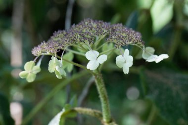 Hortensiya türünün çiçek detayı Hydrangea aspera, Doğu Asya 'dan. 