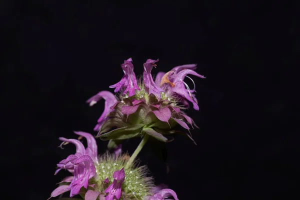 Flores Beebalm Limón Monarda Citriodora Con Fondo Negro — Foto de Stock