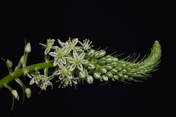 地中海地方の薬用植物であるドリミア マリティマの花で 黒を背景に — ストック写真