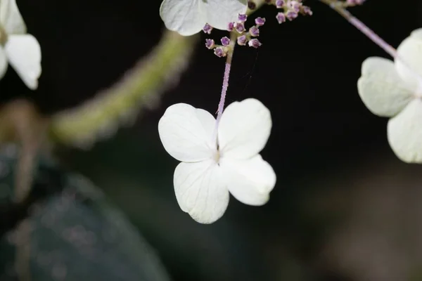 Detalle Flores Especie Hortensia Hydrangea Aspera Del Este Asia — Foto de Stock