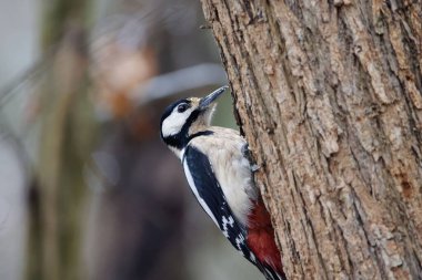 Büyük benekli ağaçkakan, Dendrocopos Major, bir orman ağacında..