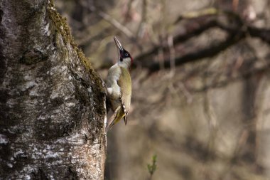 Avrupalı bir ağaçkakan, Picus Viridis, bir orman ağacında.