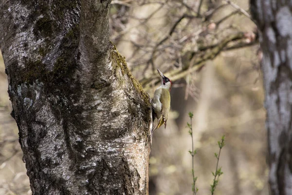 Pájaro Carpintero Verde Europeo Picus Viridis Sobre Árbol Forestal —  Fotos de Stock