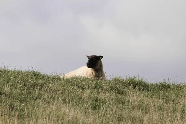 Egy Fekete Bárány Réten — Stock Fotó