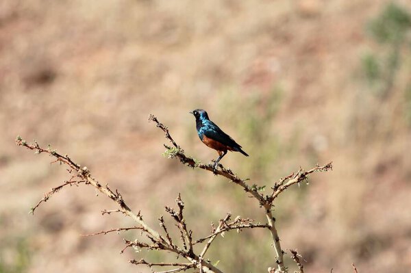 A chestnut bellied starling, Lamprotornis pulcher, on a branch, Ethiopia.