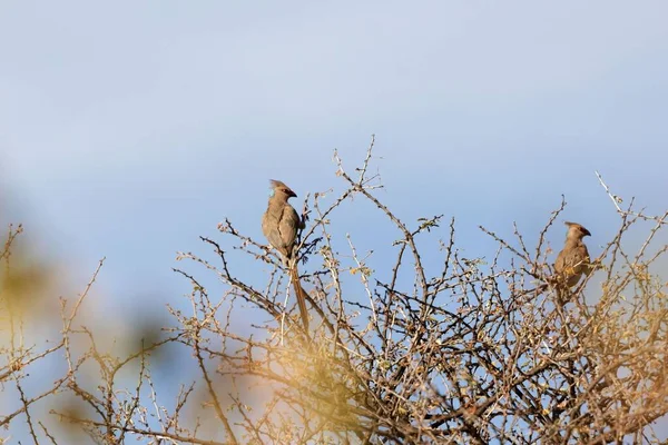 Een Paar Blauwe Duimmuisvogels Urocolius Macrourus Het Awash National Park — Stockfoto