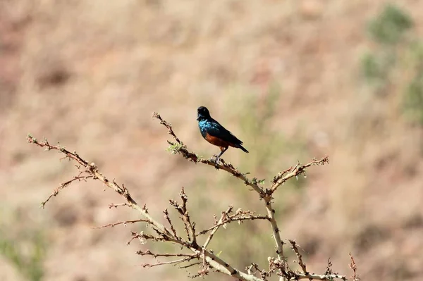 Een Kastanjebuik Spreeuw Lamprotornis Pulcher Een Tak Ethiopië — Stockfoto