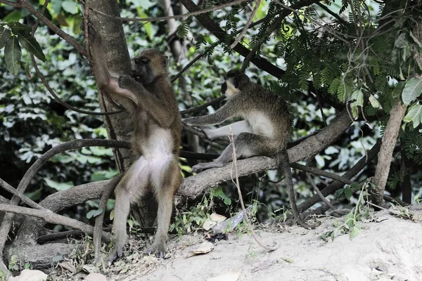 Ένας Νεαρός Μπαμπουίνος Της Γουινέας Πάπιο Πάπιο Και Πράσινη Μαϊμού — Φωτογραφία Αρχείου