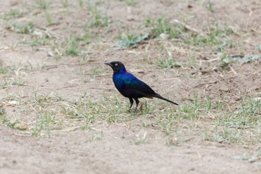Rueppells sığırcığı, Lamprotornis purpurpuroptera, Awash Ulusal Parkı, Etiyopya. 