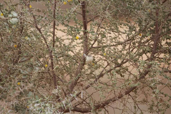 Grillo Wabler Spiloptila Clama Arbusto Sahel —  Fotos de Stock