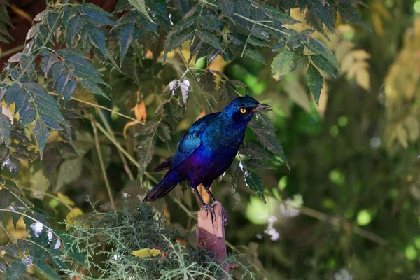 Lesser Blue Eared Starling Lamprotornis Chloropterus Tree — Stock Photo, Image