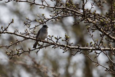 Avrasya siyah şapkası, Sylvia atricapillav, bir bahçe ağacında. 