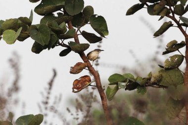 Sarı göğüslü apalis, Apalis flavida, Gambiya 'da bir çalılıkta.. 