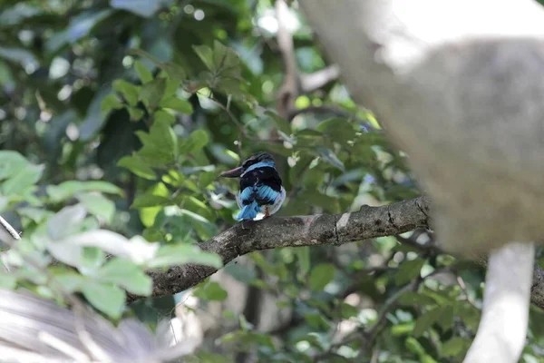 Blue Breasted Kingfisher Halcyon Malimbica Gambia — Stock Photo, Image