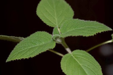 Meyve kokulu adaçayı yaprakları, Salvia dorisiana