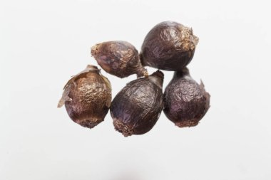 Zephyrantes narenciye çiçeğinin ampulleri