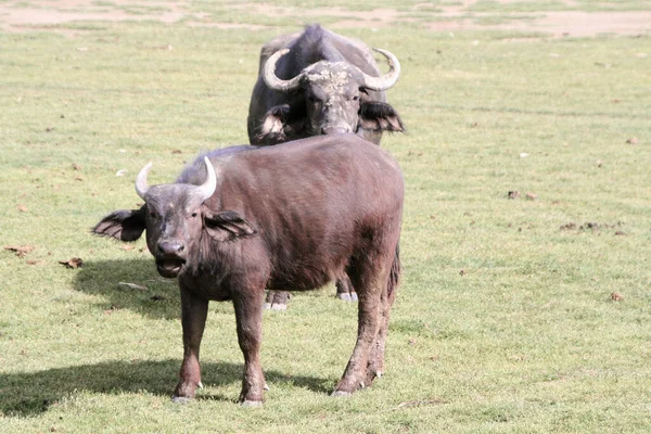 Αφρικανικοί Βούβαλοι Syncerus Caffer Στη Λίμνη Naivasha Στην Κένυα — Φωτογραφία Αρχείου