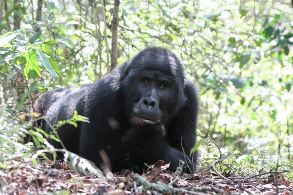 Mountain Gorilla Gorilla Beringei Beringei Bwindi National Park Uganda — Stock Photo, Image