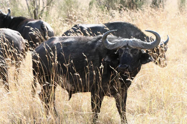Búfalos Africanos Syncerus Caffer Massai Mara Quênia — Fotografia de Stock