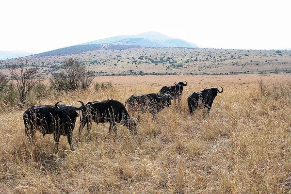 Αφρικανικοί Βούβαλοι Syncerus Caffer Στο Massai Mara Στην Κένυα — Φωτογραφία Αρχείου