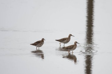 Güney Almanya 'da küçük bir gölette bir yaka kuşu sürüsü, Calidris pugnax.. 