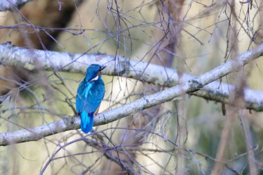 Sıradan bir balıkçı, Alcedo, bir ağaçta.