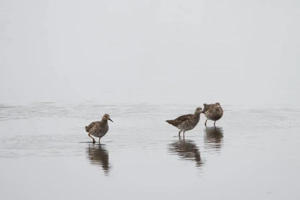 Una Bandada Ruff Birds Calidris Pugnax Pequeño Estanque Sur Alemania — Foto de Stock