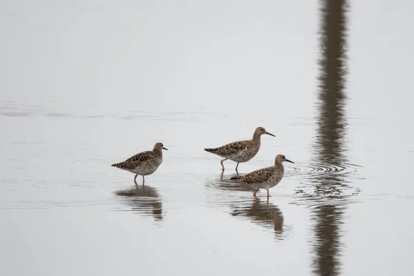 Egy Csapat Ruff Madár Calidris Pugnax Egy Kis Tavacskában Dél — Stock Fotó