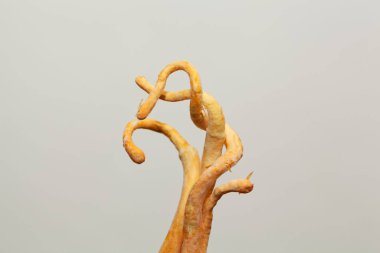 Tırtıl mantarının makro fotoğrafı, Ophiocordyceps sinensis, hafif arka planlı.