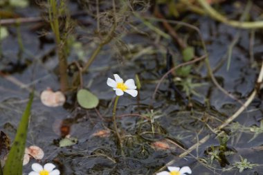 Su ayağının çiçeği, Ranunculus peltatus, suda.. 