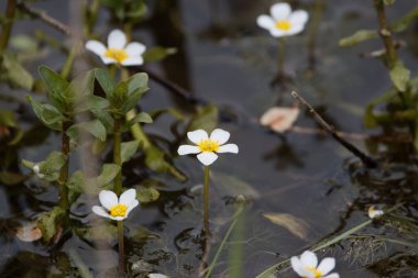 Su ayağının çiçeği, Ranunculus peltatus, suda.. 