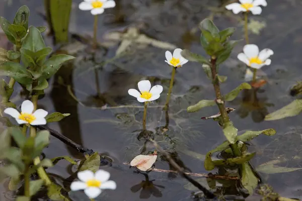 Su ayağının çiçeği, Ranunculus peltatus, suda.. 