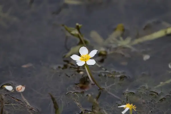 Blomma Damm Vatten Kråkfot Ranunculus Peltatus Vatten — Stockfoto