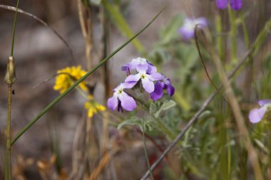 Üç boynuzlu bir fabrikanın çiçeği, Matthiola triküpidata