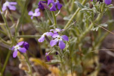 Üç boynuzlu bir fabrikanın çiçeği, Matthiola triküpidata