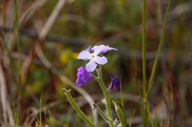 Flower of a three-horned stock plant, Matthiola tricuspidata