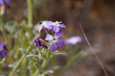 Üç boynuzlu bir fabrikanın çiçeği, Matthiola triküpidata