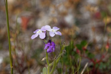 Üç boynuzlu bir fabrikanın çiçeği, Matthiola triküpidata
