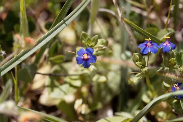Flower Blue Pimpernel Plant Lysimachia Foemina — Stock fotografie