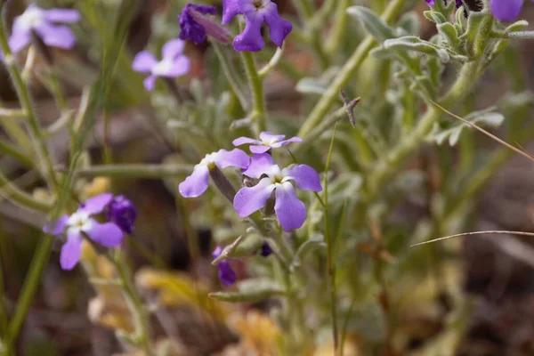 Üç boynuzlu bir fabrikanın çiçeği, Matthiola triküpidata