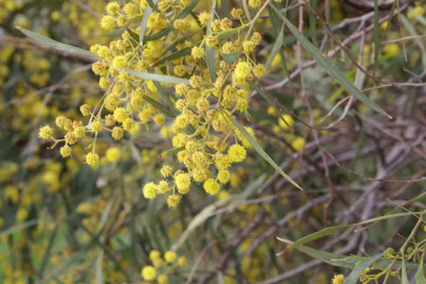 Retinodes su gerdanlığı ağacı çiçekleri, Akasya retinodları.