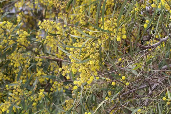 Flowers Retinodes Water Wattle Tree Acacia Retinodes — Stock Photo, Image