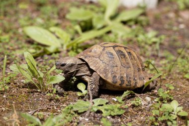 Hermanns Kaplumbağa, Testudo Hermanni, çayırda.  