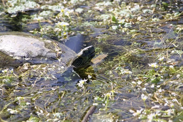 Balkan Terrapin Mauremys Rivulata Pond —  Fotos de Stock