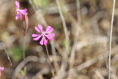 Doğu Akdeniz bölgesinden pembe renkli Silene kolorata çiçekleri.. 