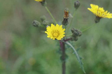 Sıradan bir dişi devedikeni çiçeği, Sonchus oleraceus
