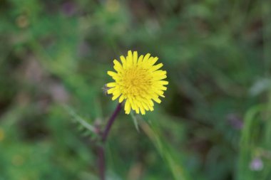 Flower of a common sowthistle, Sonchus oleraceus
