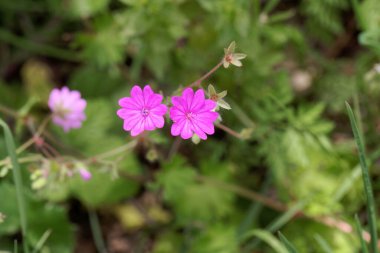 Bir çitin çiçeği turna gagası, Geranium pyrenaicum
