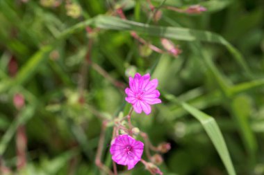 Bir çitin çiçeği turna gagası, Geranium pyrenaicum